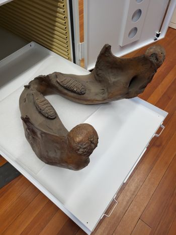Media type: image;   Vertebrate Paleontology VPM-17735 Description: Photograph of the oblique view of the jaw of MCZ VPM-17735 Elephas sp.,aspect;